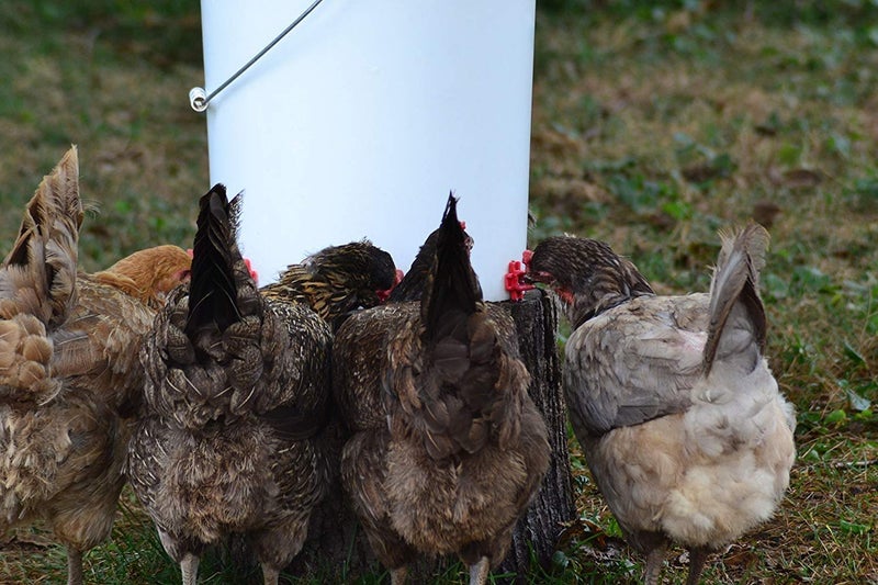 RentACoop DIY Waterer Kit - Horizontal Nipples with Dribble Dish and Installation Tool - Great for Chickens, Turkeys, Peafowl, and Other Poultry - 6 Pack - Image 4